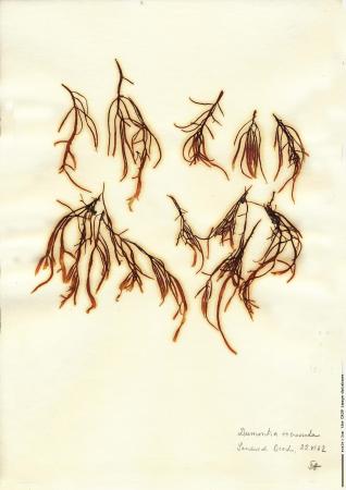 Dumontia contorta 110.jpg